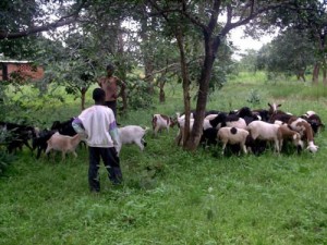 Cameroun : appel d’offres pour la fourniture de 7380 petits ruminants, en vue de développer l’élevage dans le Nord-Ouest