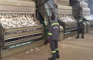 Sur une production de coton de 320 000 tonnes, le Cameroun pourrait ne pas transformer 40 000 tonnes, faute de capacité