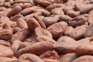 Au Cameroun, le cacao issu des centres de traitement post-récolte est acheté à 1650 FCFA le kg par les chocolatiers français