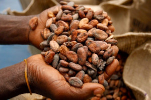 La saison des pluies provoque une dégringolade des prix bord champs du cacao au Cameroun