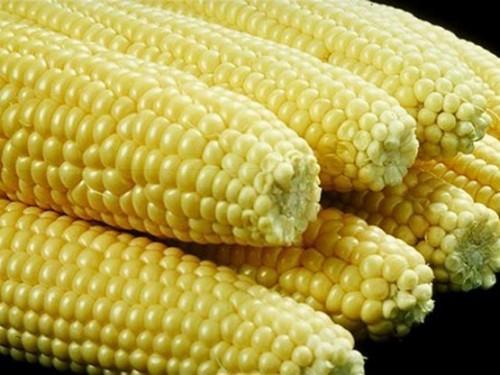 La demande en maïs au Cameroun est de 2,8 millions de tonnes en 2019, pour une production de 2,2 millions de tonnes