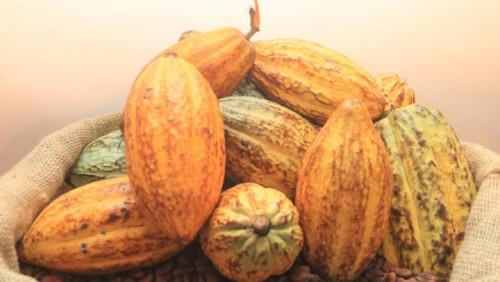Au Cameroun, le prix du cacao traité dans les centres d’excellence dépasse 1600 FCFA le kilogramme