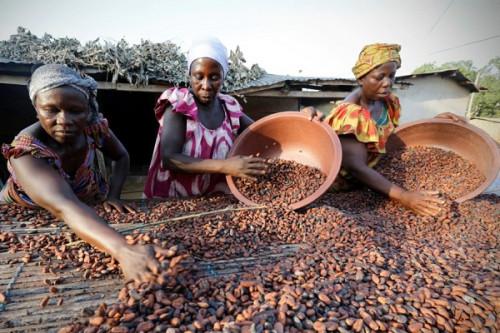 L’interprofession cacao-café lance une initiative pour procurer des revenus aux femmes rurales grâce à la cacaoulture