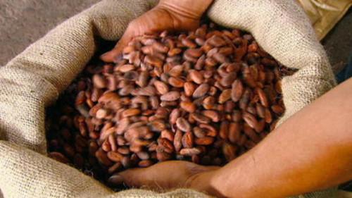 Cameroun : Telcar Cocoa, négociant de l’Américain Cargill, distribue à nouveau 2,2 milliards FCFA de primes aux producteurs de cacao certifiés