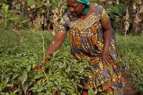 Pour moderniser le secteur, le Cameroun prépare la création de l’Agence nationale du conseil agropastoral