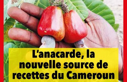 Le magazine Investir au Cameroun explore les opportunités qu’offre la culture de l’anacarde au Cameroun