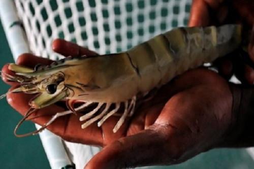 Pêche : le Cameroun a exporté 102,5 tonnes de crevettes vers la Malaisie, entre janvier et octobre 2021