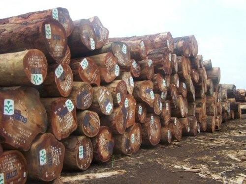 Augmentation des prix du bois camerounais sur le marché international, suite à la revalorisation de la taxe à l’exportation