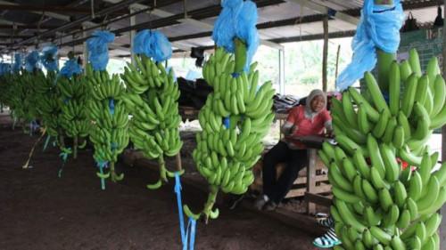 Le Cameroun a exporté 17 258 tonnes de bananes en février 2021, en hausse de 13,28%