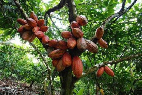 La production cacaoyère au Cameroun annoncée à 330 000 tonnes en 2023, soit la moitié des 600 000 tonnes projetées en 2020