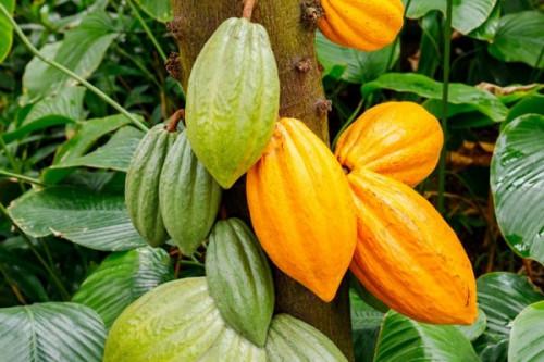 Agro-industrie : l’IUT de Douala développe de mini-plantations pour former ses étudiants à transformer des produits locaux
