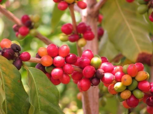 Au Cameroun, 234 hectares de caféiers ont été créés en 4 ans, grâce au programme New Generation du CICC