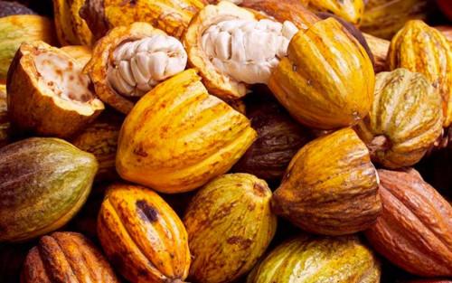 Les prix du cacao en légère baisse au Cameroun, depuis la dernière semaine du mois de septembre 2018
