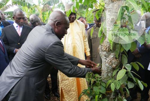 Le Programme agropoles, destiné à la promotion des agro-industries au Cameroun, en sous-financement chronique