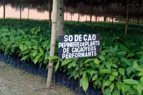 Face à la l’explosion de la demande, la Sodecao ambitionne de tripler sa production de plants de cacaoyers en 2027