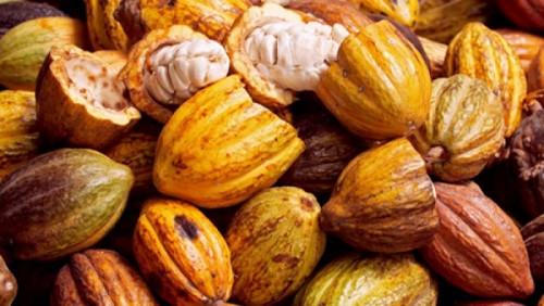 Le prix bord champ du cacao camerounais atteint 1200 FCFA