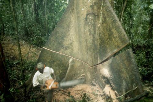 Greenpeace appelle au rejet de la demande de réduction d’impôt du Groupement de la filière bois du Cameroun