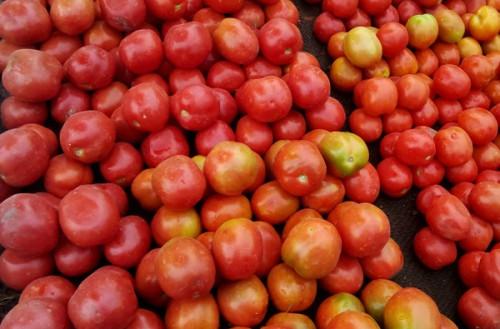 Les difficultés d’approvisionnement font quintupler le prix de la tomate dans la région camerounaise de l’Extrême-Nord