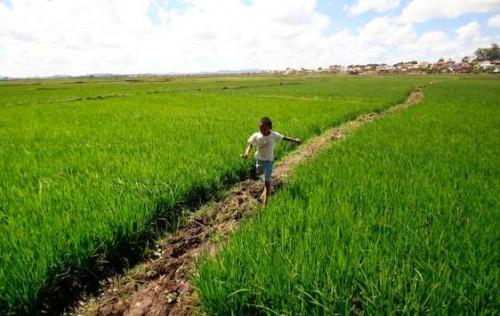 Cameroun : des chiffres de la présence chinoise sur des terres agricoles font débat au sein de l'opinion publique