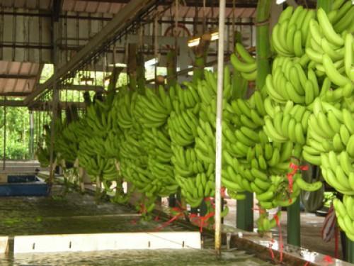 Cameroun : les exportations de banane ont atteint 199 000 tonnes sur les neuf premiers mois de l’année 2015