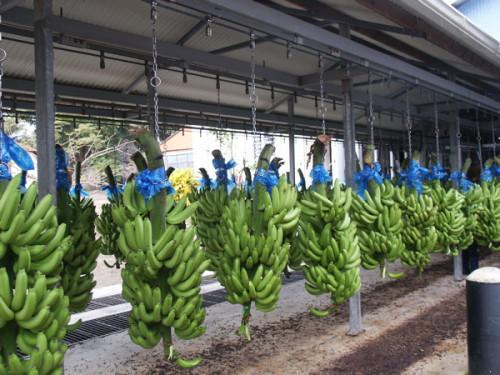 Le retour de la CDC attenue la baisse des exportations de bananes (-466 t) au Cameroun en janvier 2021