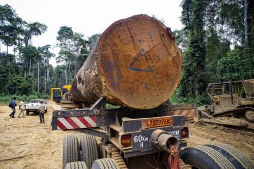 Le marché chinois continue de bouder le bois en provenance du Cameroun, réputé trop cher