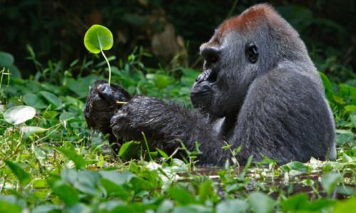 Le Cameroun classé 5ème pays africain le plus riche en biodiversité, selon le ministre de l’Environnement et de la Protection de la nature