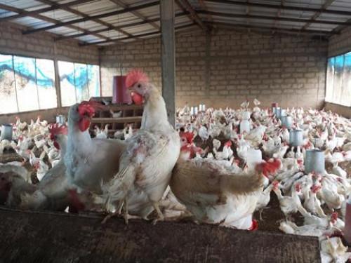 Les aviculteurs camerounais comptent sur la main-d’œuvre juvénile pour relancer la filière qui se relève péniblement de la grippe aviaire