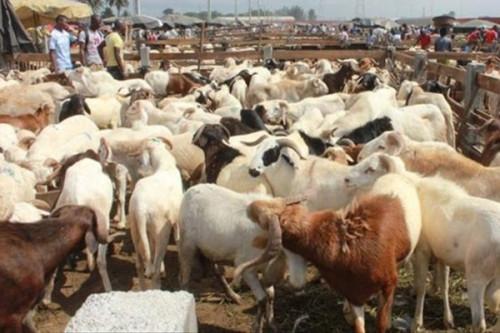 Le Cameroun veut mettre en place un système d’information pour maîtriser la gestion des marchés à bétails