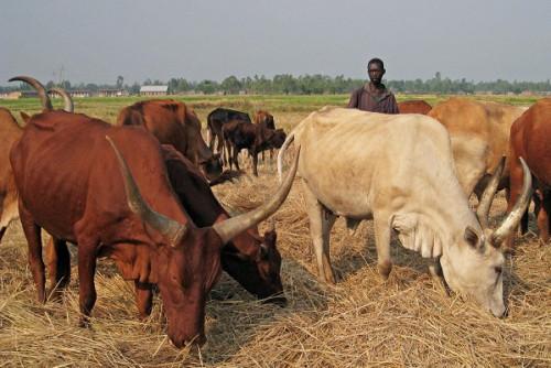 Des combattants de Boko Haram arrachent 137 bœufs aux éleveurs de Moskota, dans l’Extrême-Nord du Cameroun