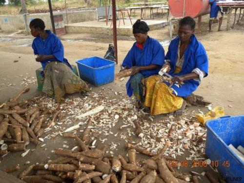 Une usine de transformation de manioc inaugurée à Ngoulémakong, dans la région du Sud du Cameroun