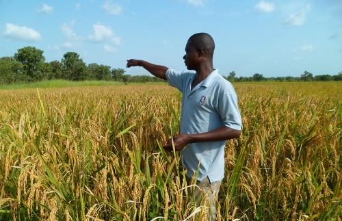 La BAD et le BIT promeuvent les emplois ruraux décents pour jeunes agriculteurs en Afrique centrale
