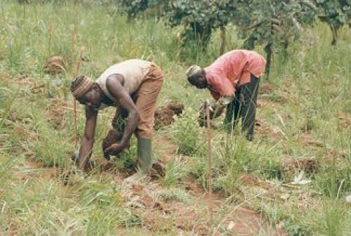 2000 sacs d’engrais et d’herbicides pour les agriculteurs pauvres de la région du Nord-Ouest du Cameroun