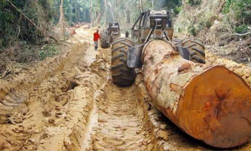 Bien qu’en hausse de 33% en 2018, les exportations du bois camerounais vers la Chine représentent 6% des achats de l’Empire du Milieu