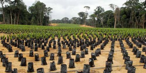 Arysta Lifescience Cameroun offre 200 000 sachets pour pépinières de cacao et café au programme New Generation du CICC