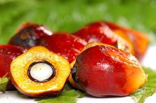 L’Afrique centrale dispose d’une stratégie de développement durable de la filière huile de palme