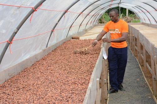 Cacao : le prix maximum bord-champ fléchit sur le marché camerounais, en raison de fortes pluies