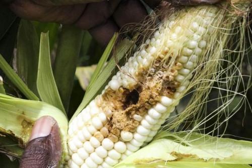 Maïs : la chenille légionnaire et les températures menacent la production dans la partie septentrionale du Cameroun
