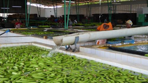 Les exportations de la banane camerounaise en hausse de 581 tonnes au mois d’octobre 2020