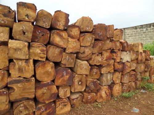 A fin septembre 2018, le Cameroun a maintenu son leadership sur les exportations de bois sciés vers l’UE, avec 186 500 tonnes expédiées