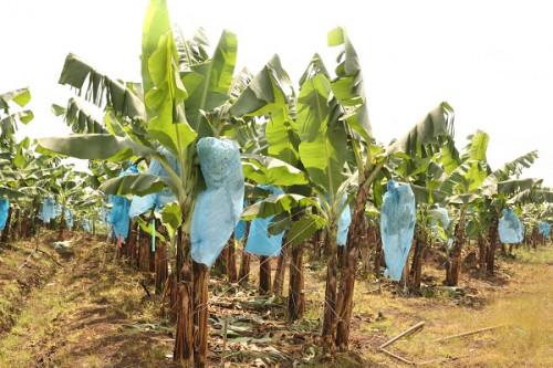 Pour se relever de la crise anglophone, l’agro-industriel public CDC va réhabiliter 520 hectares de bananeraies en 2021