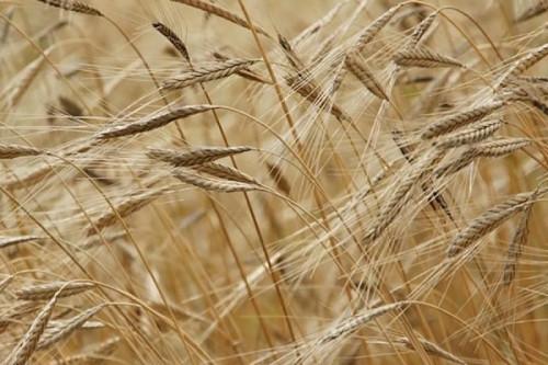 Le Cameroun peine à cultiver du blé à grande échelle, faute de moyens financiers (Irad)