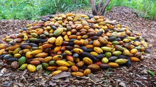 A fin mai 2018, les tensions dans les régions anglophones du Cameroun ont fait chuter de 10% les exportations de fèves de cacao