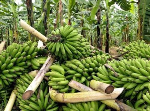 En août 2018, l’agro-industriel camerounais CDC a réalisé son plus faible volume d’exportations de bananes depuis 13 ans