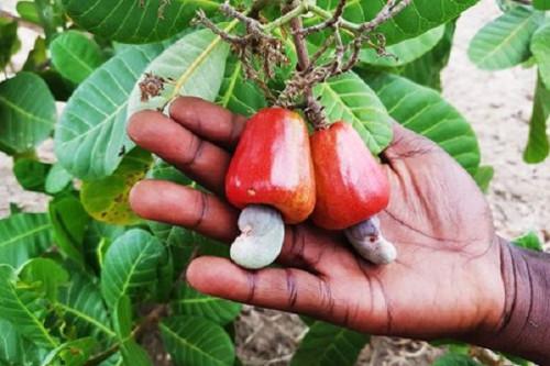 Vers la création de 3 000 hectares de plantations d’anacardiers dans la région de l’Est du Cameroun