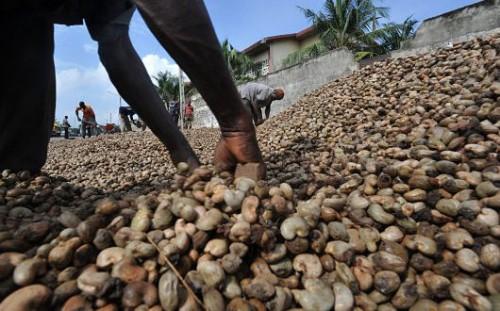 Cameroun : la Sodecoton veut se lancer dans la production et la transformation de la noix de cajou  
