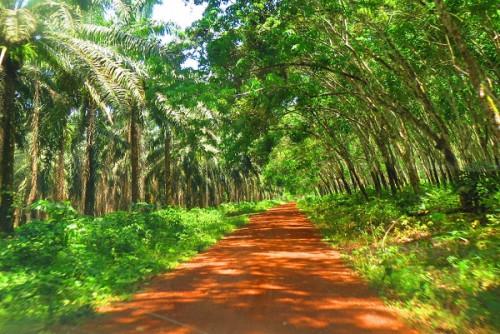 Au Cameroun, l’agro-industriel Safacam étendra ses plantations de palmiers à huile et d’hévéa sur 2000 hectares à Dizangué