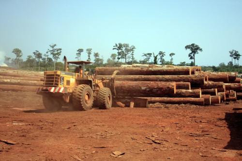 Un Camerounais sur deux est prêt à payer 10% de plus pour acheter du bois légal (Cifor)