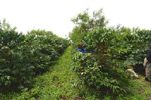 1000 sacs de fertilisants et autres intrants pour booster la culture du café dans la région du Nord-Ouest du Cameroun
