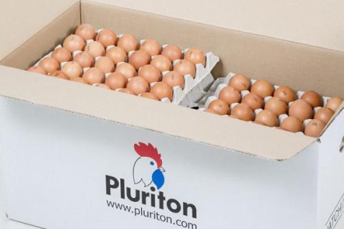 Les difficultés à importer les œufs à couver et poussins d’un jour menacent la filière avicole camerounaise